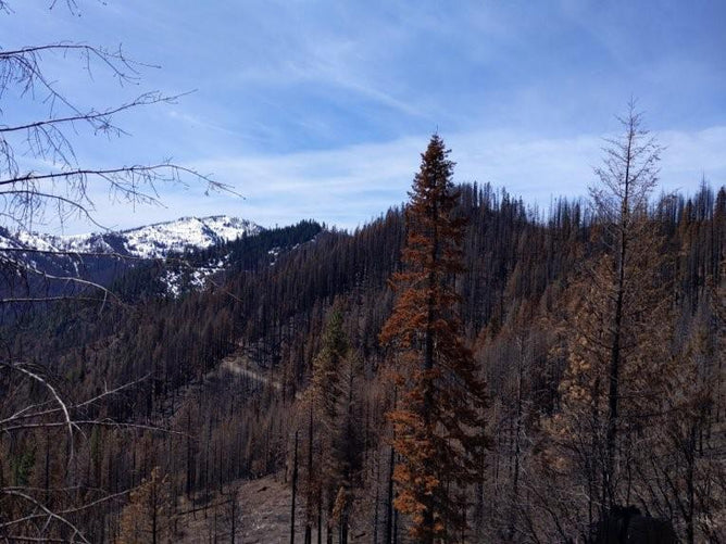 A serene view of a forested area in Klamath National Forest with Grove Co.s Tree Planting: California Wildfire Restoration. Tall leafless trees in the foreground and snow-capped mountains in the distance create a perfect habitat for the northern spotted owl under a clear blue sky.