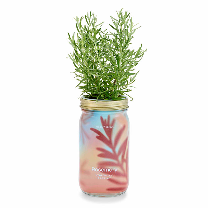 The Garden Jar by Modern Sprout features a rosemary plant thriving in a clear mason jar with a colorful liquid. This hydroponic grow kit is ideal for effortlessly cultivating fresh herbs, featuring lid holes for the plant and green leaves extending above for an easy low-maintenance garden solution.